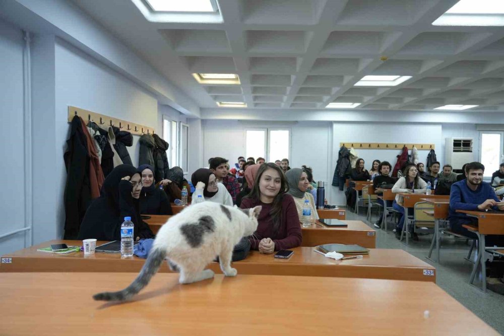 Kedi fakültede öğrencilerle derslere giriyor