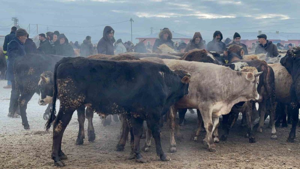 Hayvan pazarında dondurucu soğuk çileye dönüştü