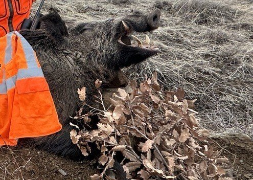 250 kiloluk domuz avladılar