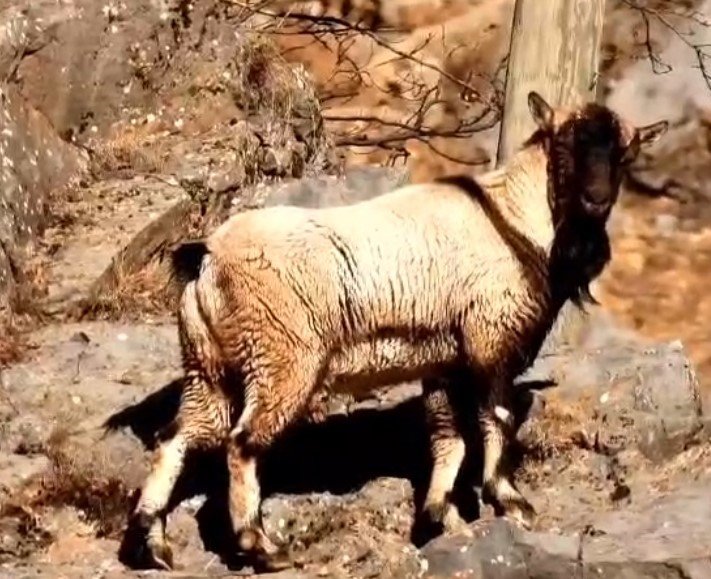 Tunceli'de boynuzsuz erkek yaban keçisi şaşırttı