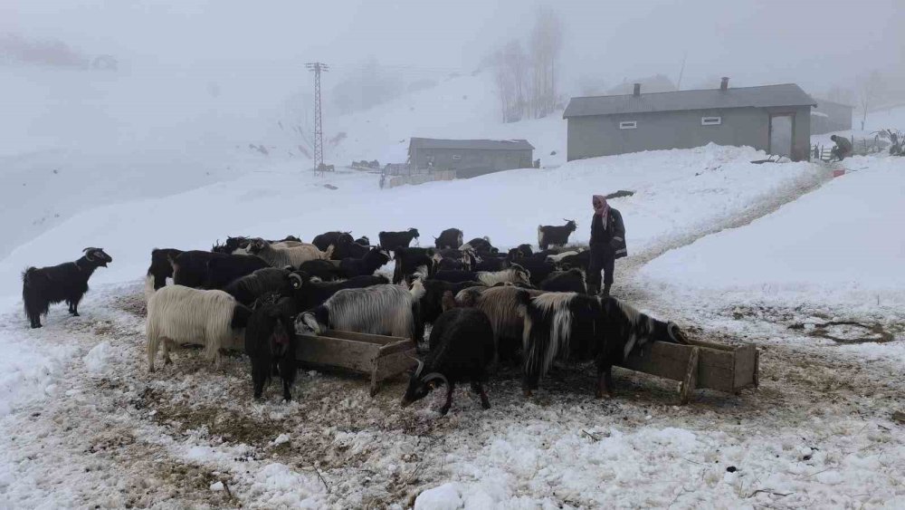 Muş’ta besiciler karla mücadeleyi sürdürüyor