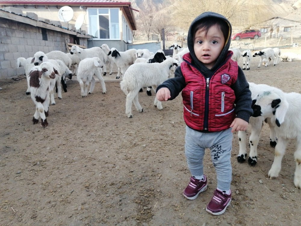 Annelerinin reddettiği kuzular biberonla besleniyor