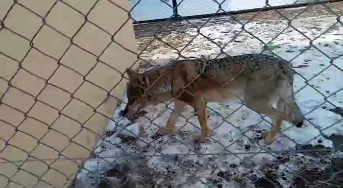 Tedavisi tamamlanan kurt doğaya bırakıldı