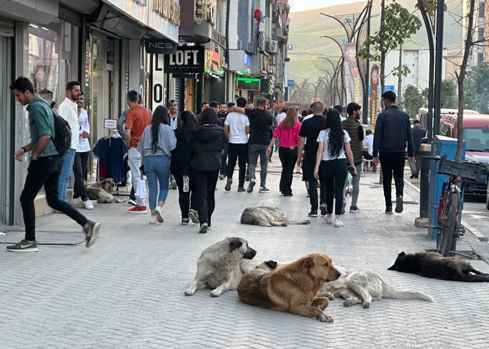 Vatandaşlar tepkili: "Sokak köpekleri bir an önce toplatılsın"