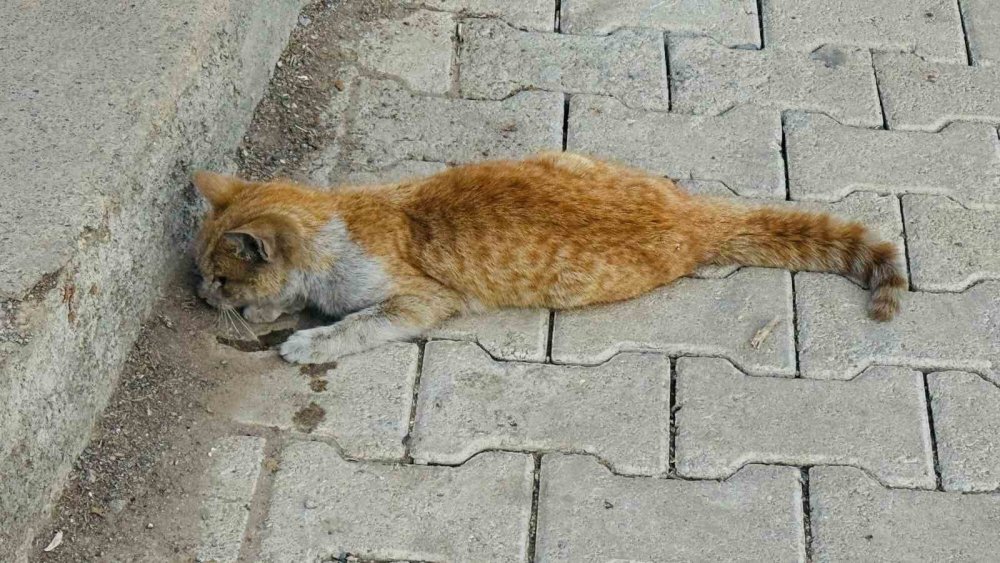 Can çekişen kedi kalp masajıyla hayata tutundu