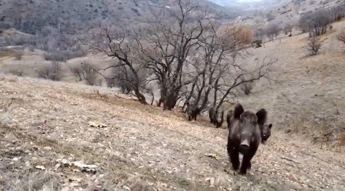 Elazığ’da domuz sürüleri görüldü