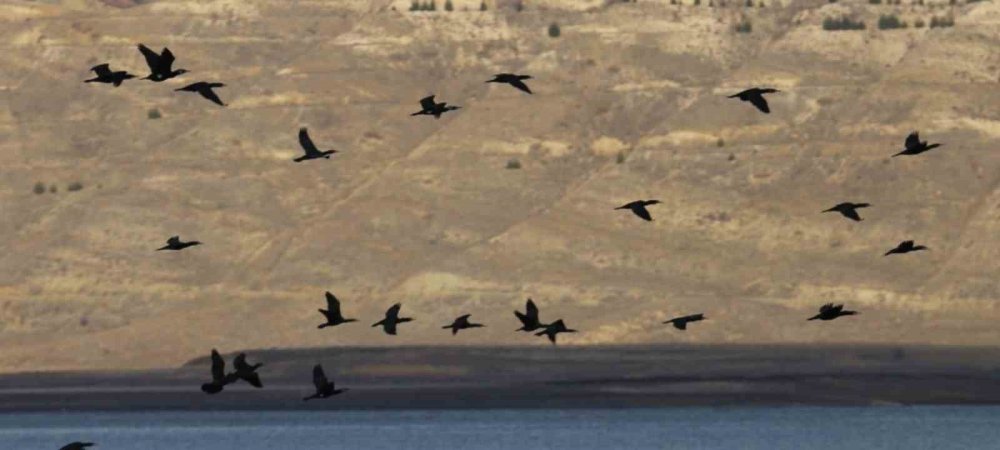 Elazığ’da su kuşu sayım çalışmaları düzenlendi