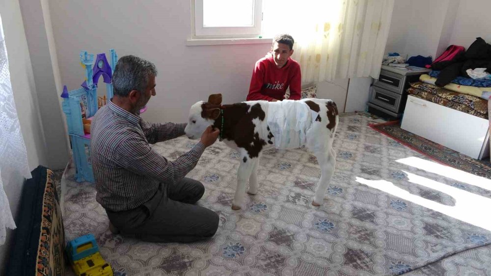 Adıyaman'da erken doğan buzağıya çocukları gibi bakıyorlar