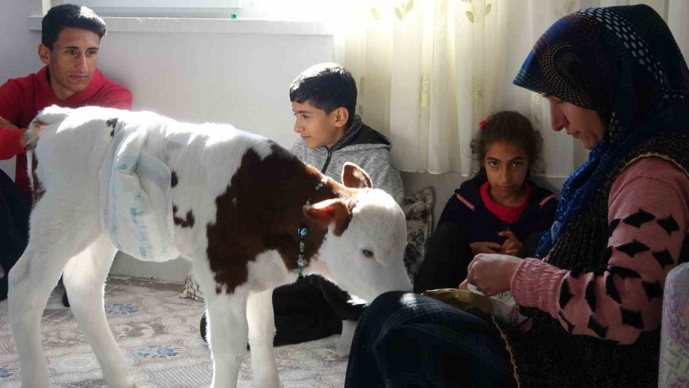 Adıyaman'da erken doğan buzağıya çocukları gibi bakıyorlar