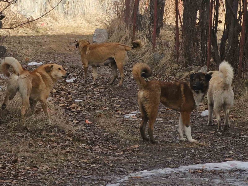 İspir'de sokak köpekleri isyan ettirdi: "Yetkililer uyuyor mu?"
