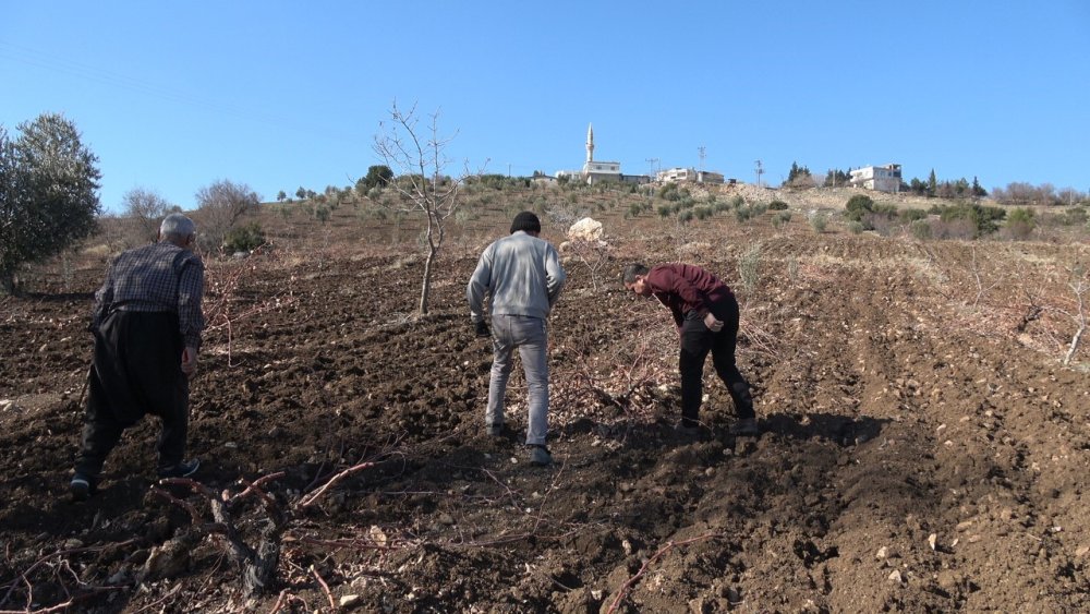 Kilis’te horoz karası üzümü budama mesaisi başladı