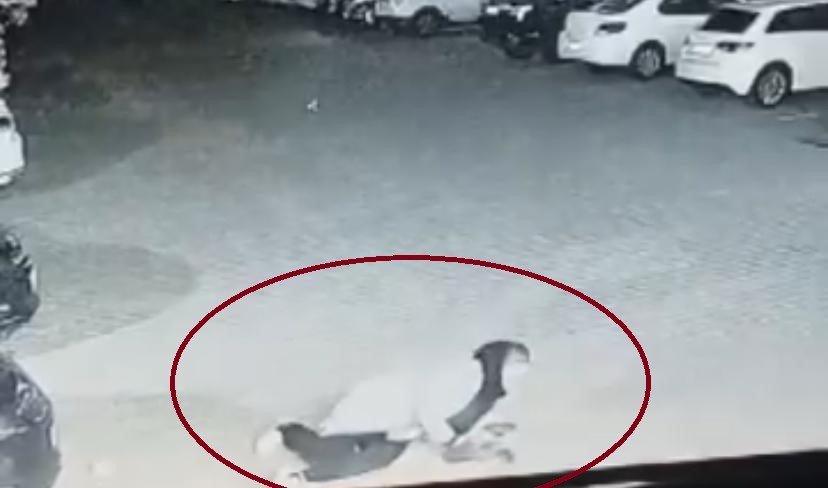 Diyarbakır’da köpek saldırısına uğrayan kadın ve çocuk canını zor kurtardı