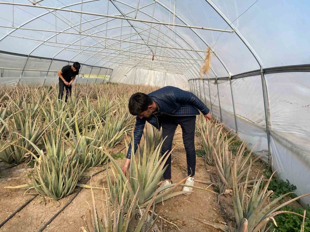 Derecik’in aloe vera üreticisi pazarlama sıkıntısı yaşıyor