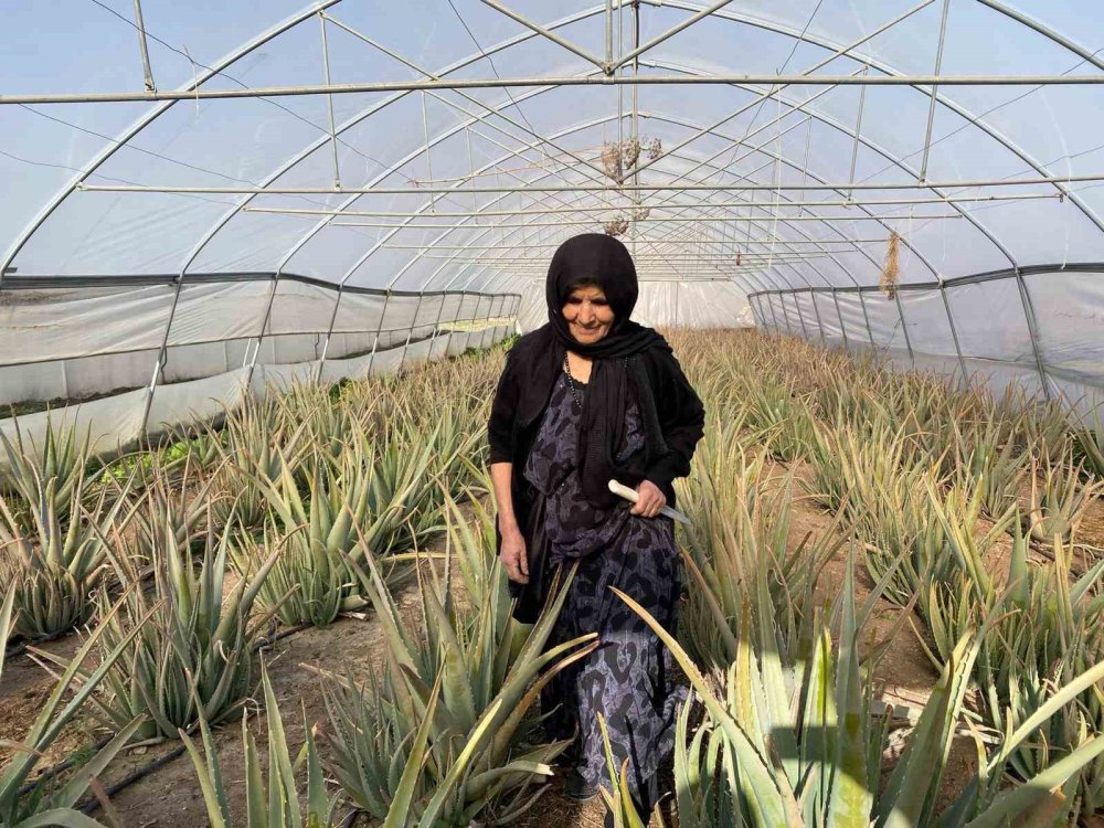 Derecik’in aloe vera üreticisi pazarlama sıkıntısı yaşıyor