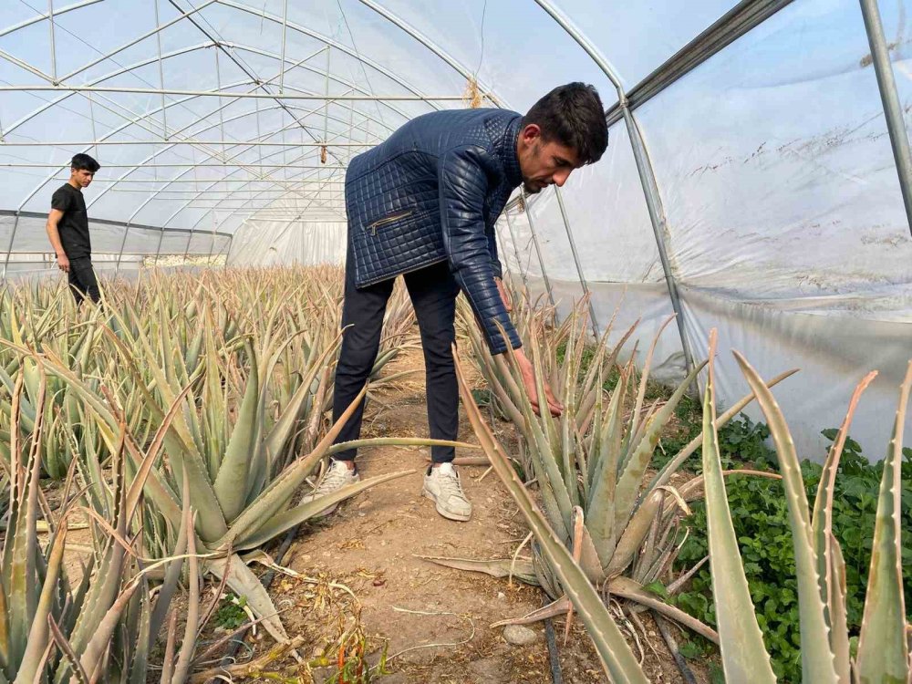 Derecik’in aloe vera üreticisi pazarlama sıkıntısı yaşıyor