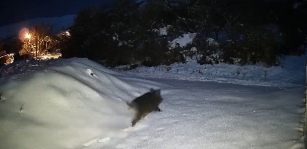 Elazığ’da aç kalan domuz sürüsü köye indi