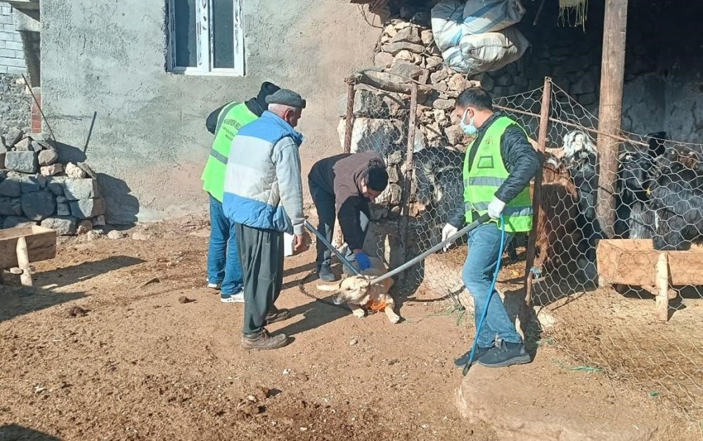 Siverek’te kuduz alarmı: Köpek saldırısında 3 şahıs yaralandı, köy karantinaya alındı