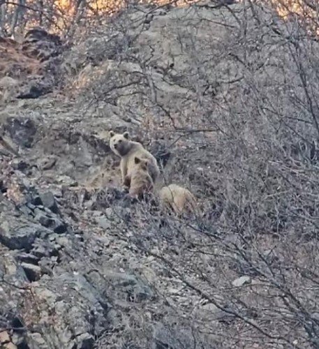 Dersim’de kış uykusuna yatmayan ayı ailesi görüntülendi