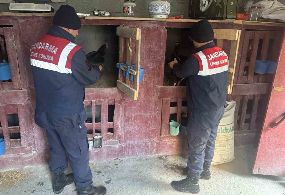 Uzundere’nde horoz dövüştüren 3 kişi yakalandı