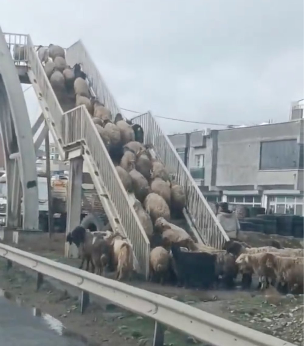 Koyunlar üst geçidi kullandı; o anlar kamerada