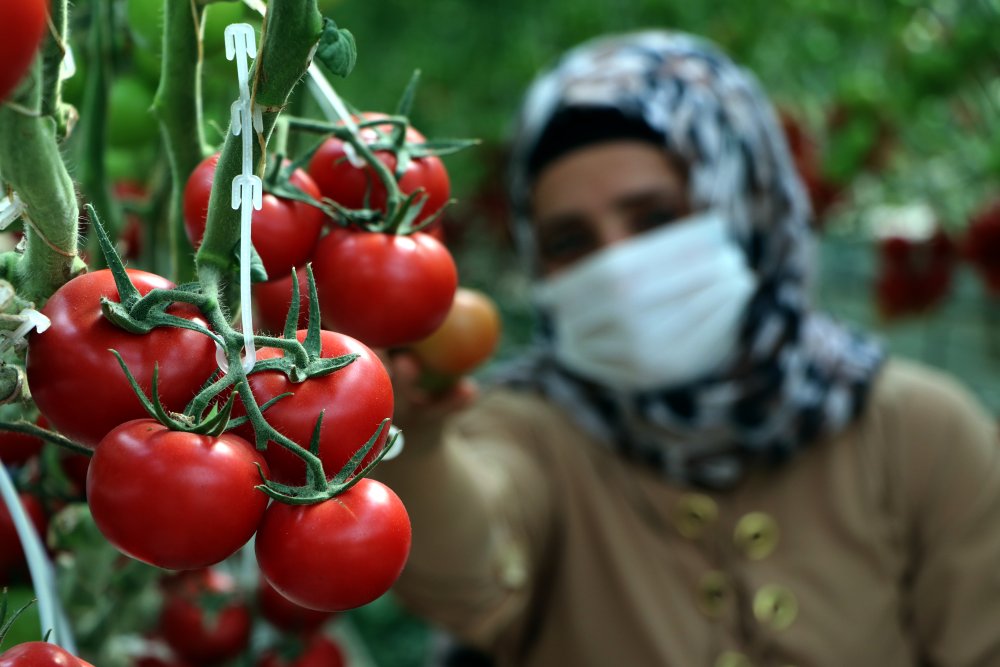 Çaldıran'da, jeotermal enerji ile ısıtılan seralarda tonlarca domates üretildi