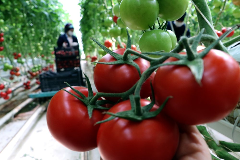 Çaldıran'da, jeotermal enerji ile ısıtılan seralarda tonlarca domates üretildi