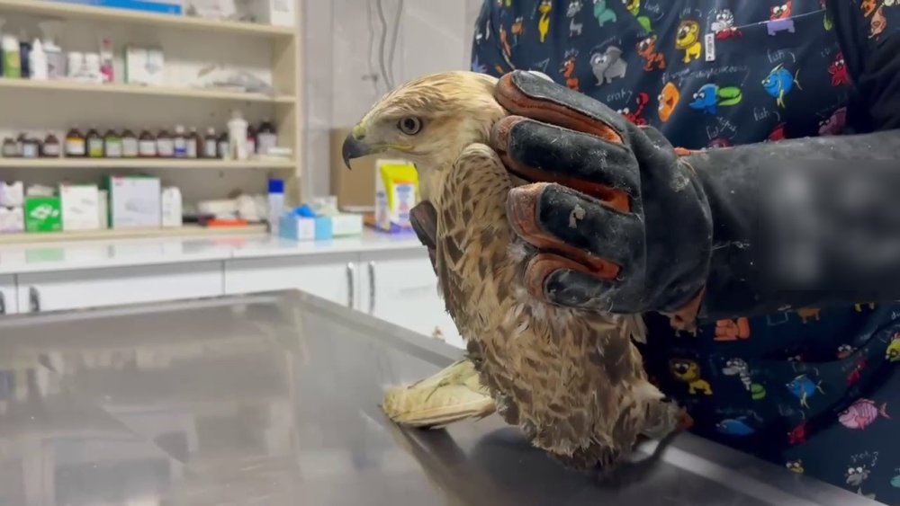 Adıyaman'da yaralı şahin özgürlüğüne kavuştu