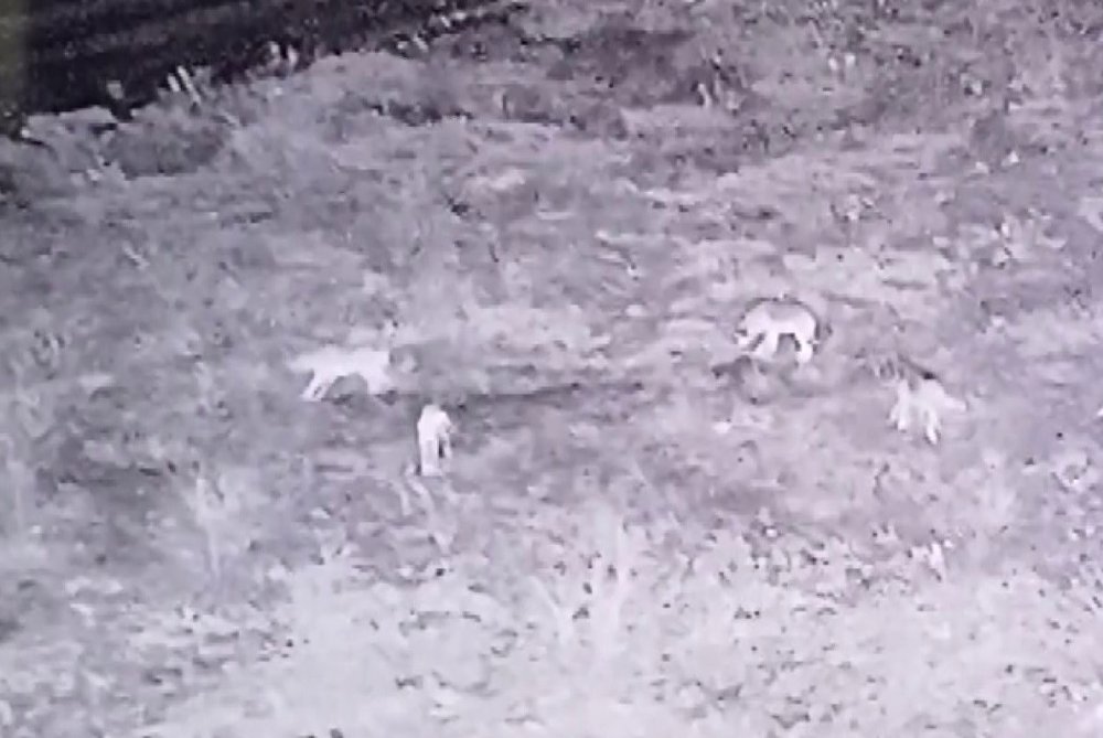 Yiyecek arayan kurt sürüsü görüldü