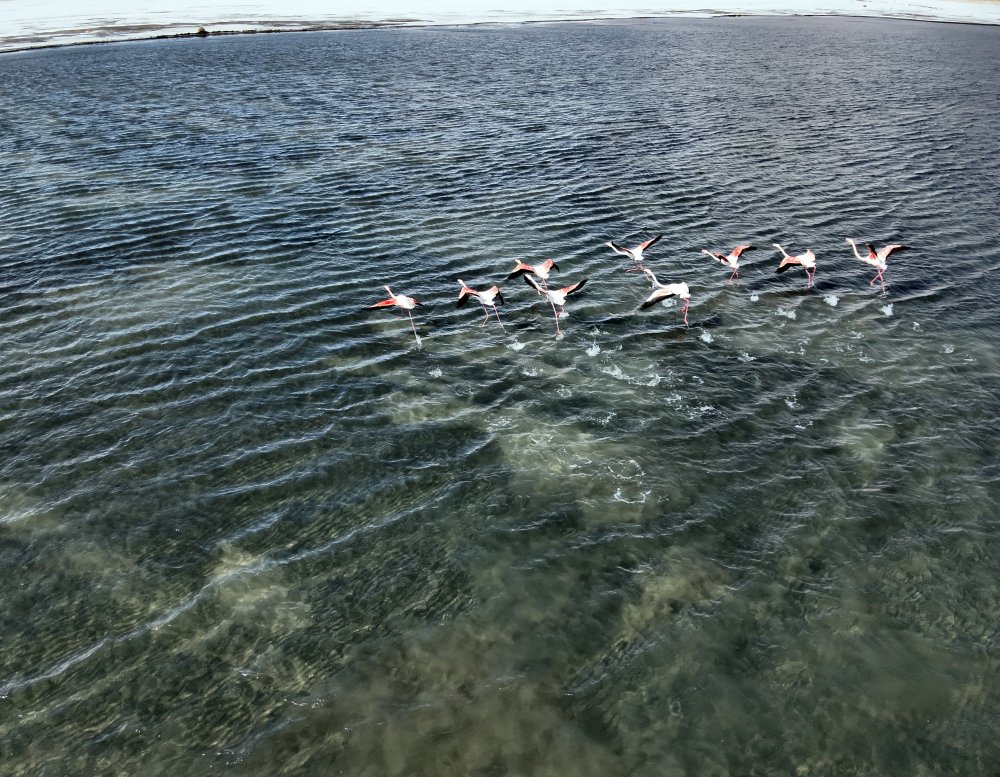 Van'da ekipler flamingo nöbetinde