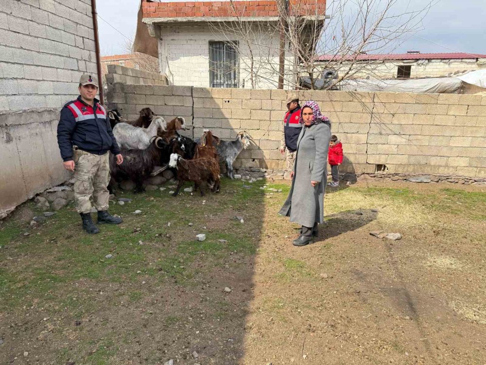 Urfa'da çalınan 51 küçükbaş hayvan bulunarak sahiplerine teslim etti
