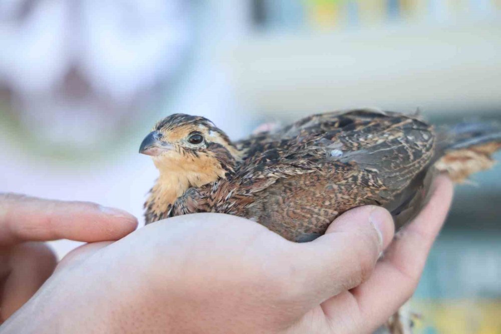 Elazığ'da üniversiteli genç ürettiği egzotik bıldırcınları dünyaya ihraç ediyor