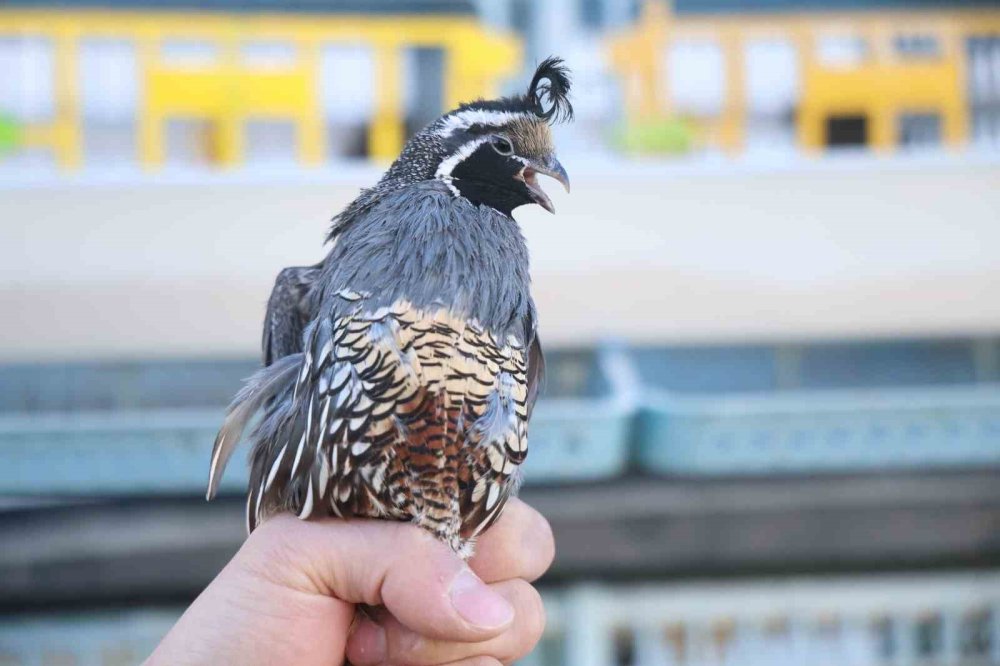 Elazığ'da üniversiteli genç ürettiği egzotik bıldırcınları dünyaya ihraç ediyor