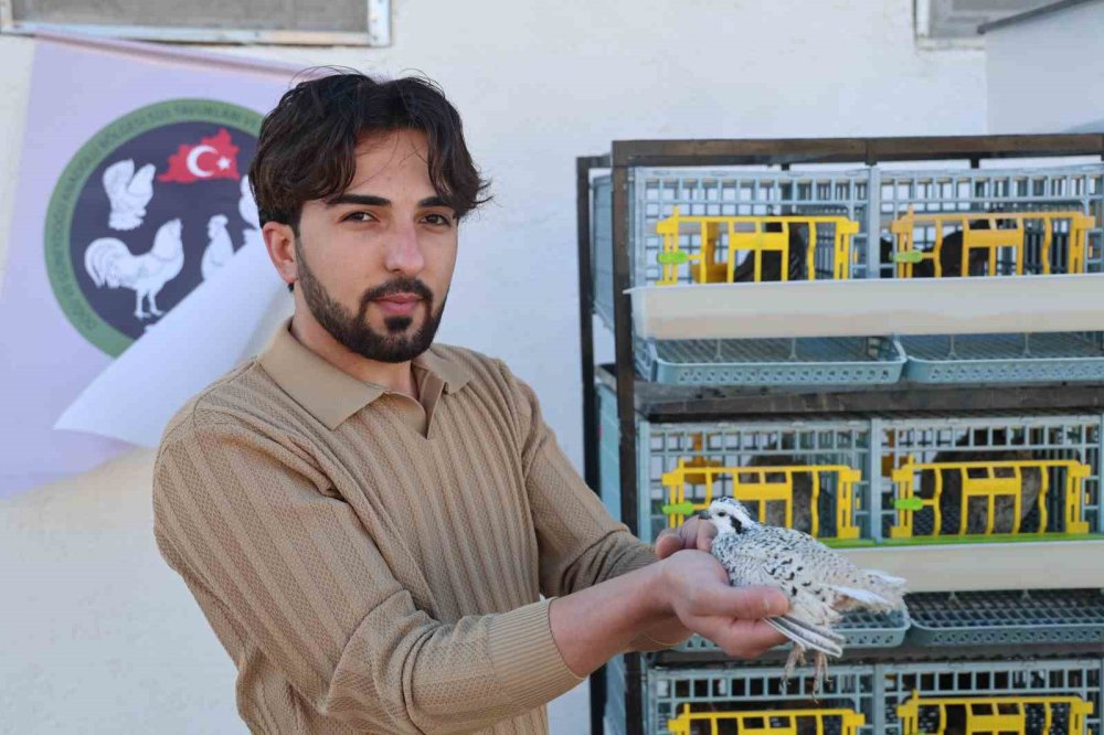 Elazığ'da üniversiteli genç ürettiği egzotik bıldırcınları dünyaya ihraç ediyor