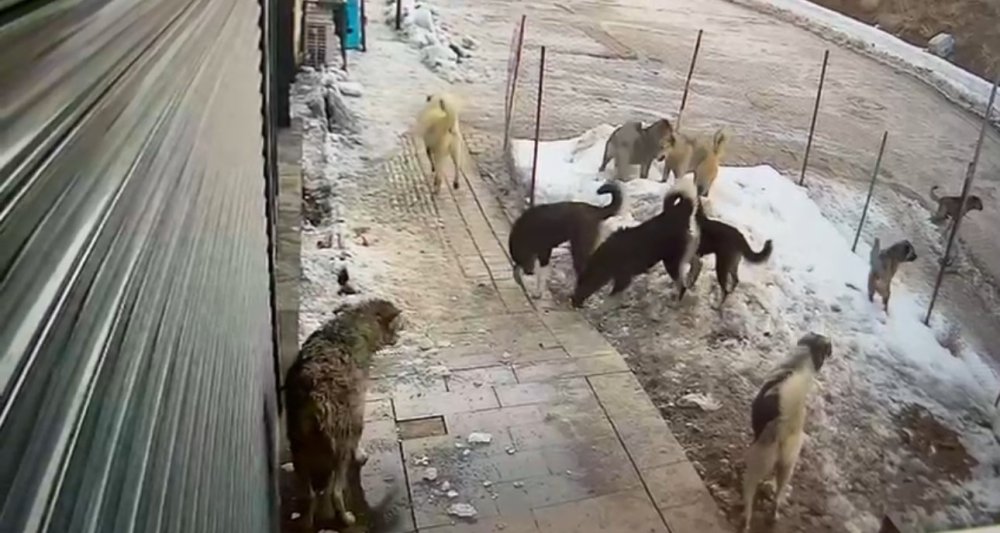 Yüksekova'da köpeklerin kurda saldırdığı anlar kamerada