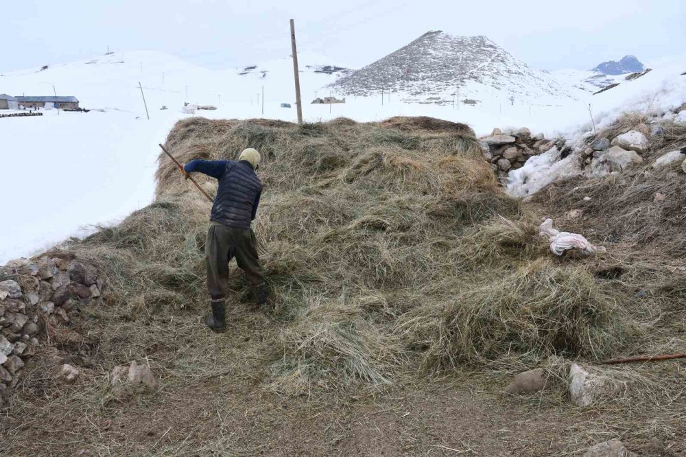 20 senedir dağdan inmeyerek kendini hayvanlarına adadı