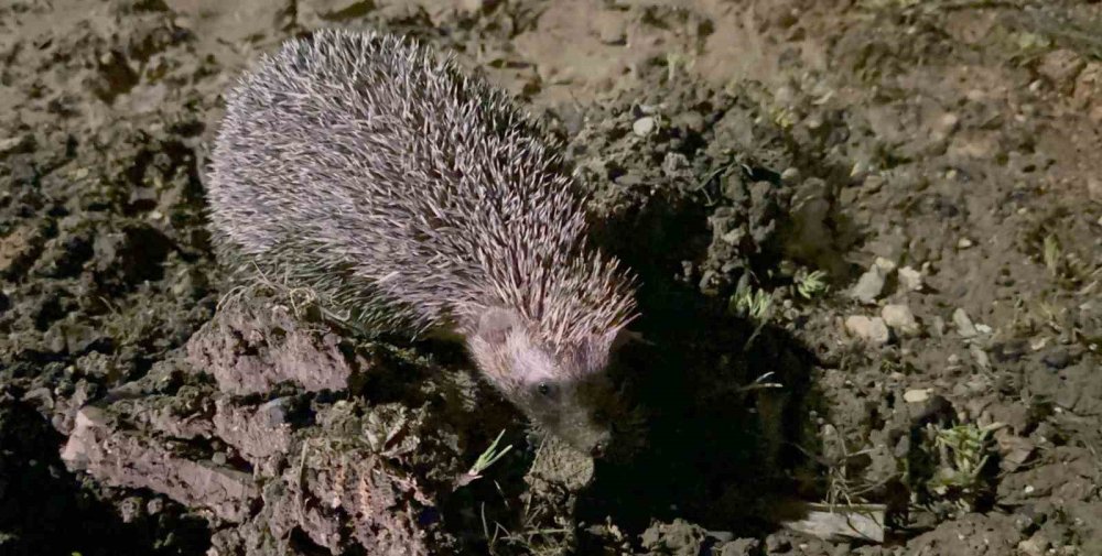 Adıyaman'da görmeden, beslenemeden ambalajla gezen kirpi kurtarıldı