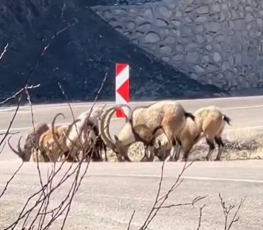 Adıyaman'da buz ihtiyacını karşılamak için karayoluna indiler