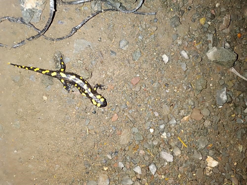 Adıyaman’da sarı benekli semender görüldü
