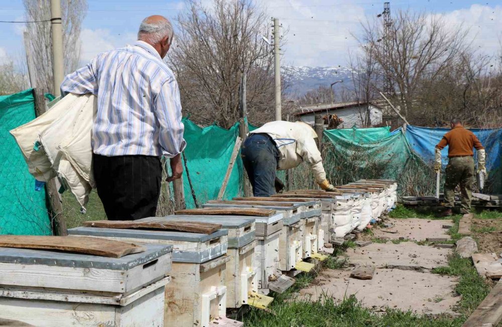 Erzincan’da kıştan çıkan bal arıları çiçeklerle buluştu
