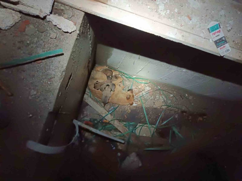 Asansör boşluğunda mahsur kalan anne ve yavru köpekler itfaiye ekiplerince kurtarıldı