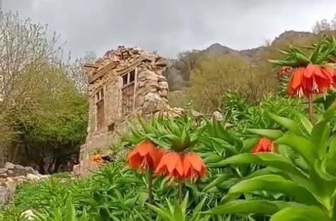 Batman’da 'ters laleler' doğayı renklendirdi