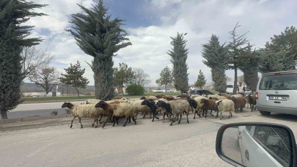 Elazığ’da koyun sürüsü şehir merkezinde yol kesti