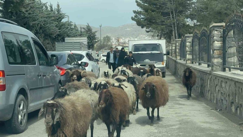 Elazığ’da koyun sürüsü şehir merkezinde yol kesti