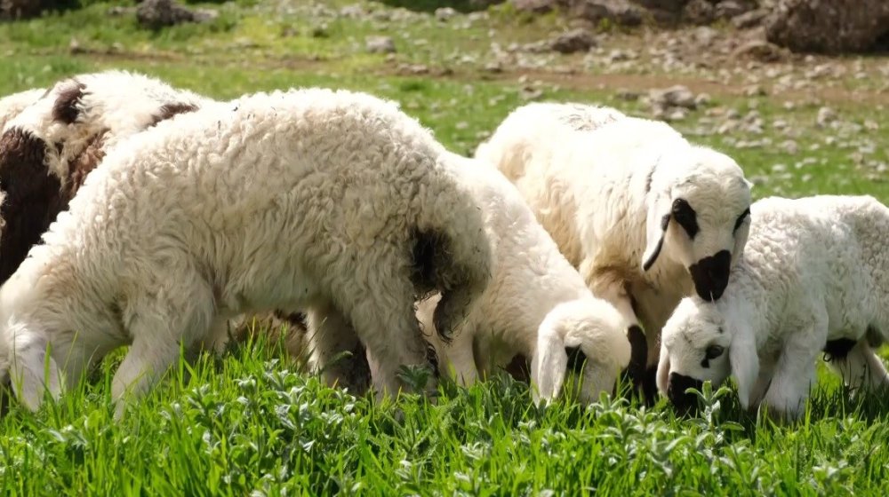 Erzincan’da yeşeren meralar oğlak ve kuzuların sesleriyle şenlendi