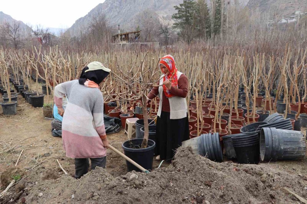 Erzurumlu çiftçi ömrünü fidan üretimine adadı