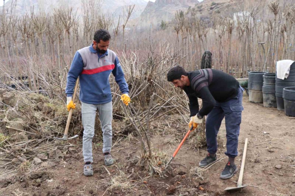 Erzurumlu çiftçi ömrünü fidan üretimine adadı