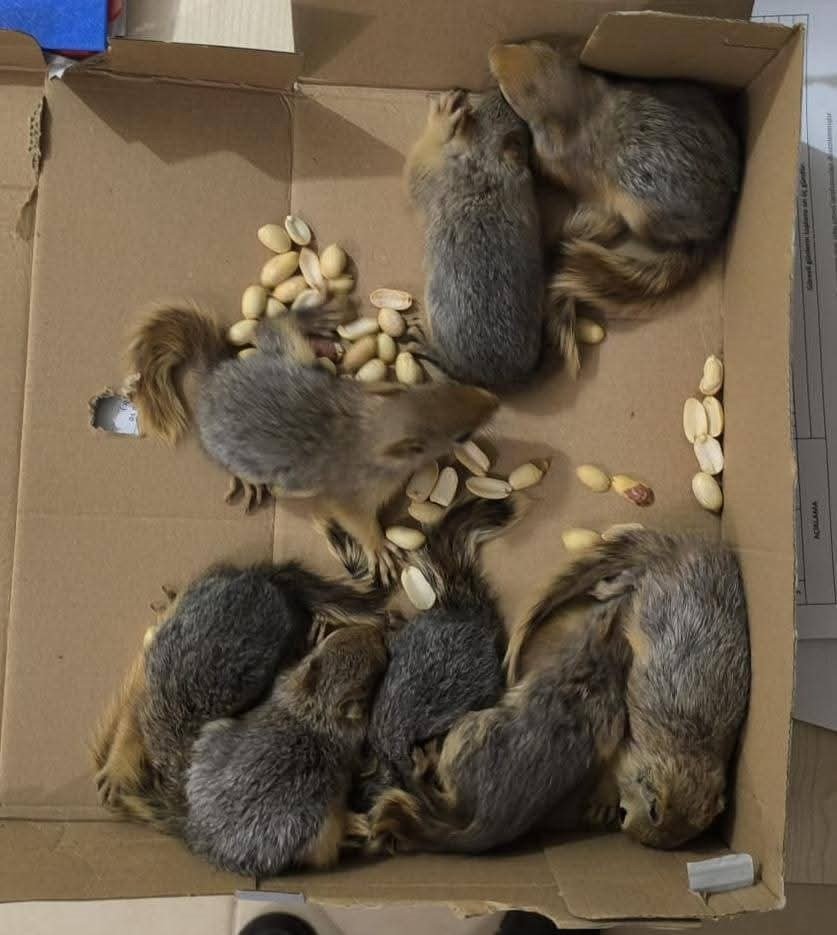 Siirt’te kaçak sincap avlayan kişiye 101 bin lira para cezası