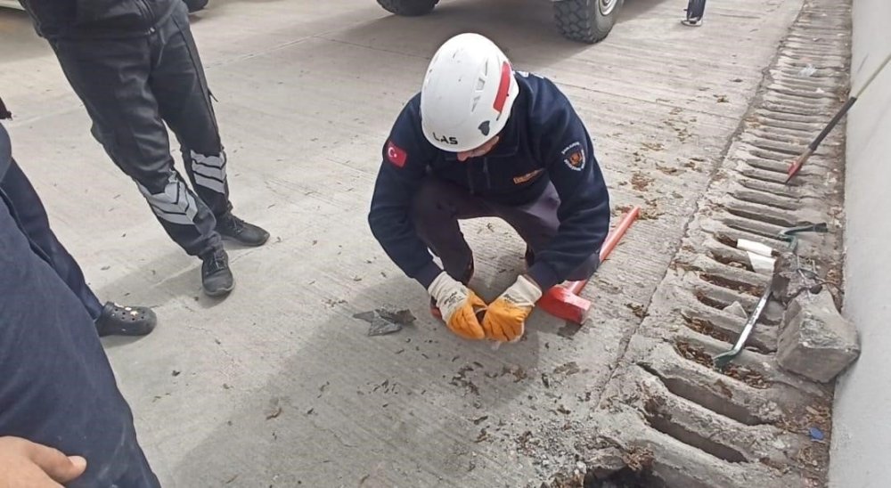 Urfa’da mazgala düşen yavru kedi kurtarıldı