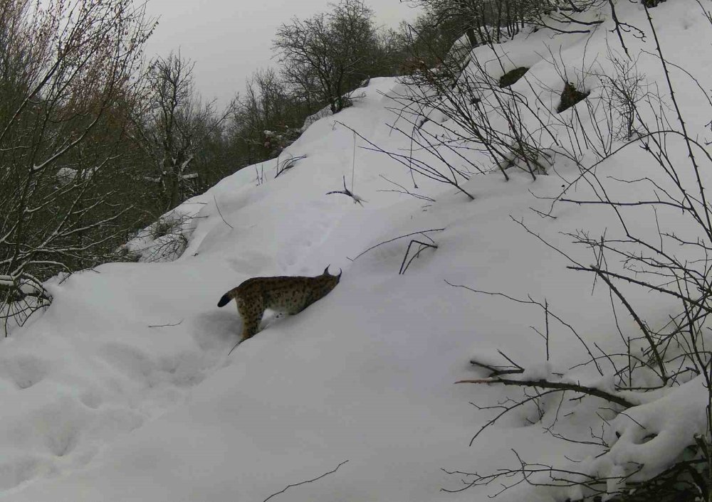Yaban hayatı fotokapanla görüntülendi
