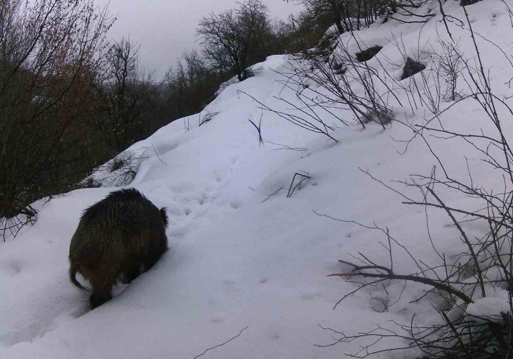 Yaban hayatı fotokapanla görüntülendi